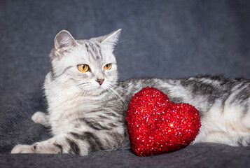 Two tabby cats lying near a red heart toy, cozy pet scene, domestic feline moment, soft animal comfort, indoor relaxation © ketrin