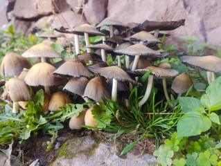 Beautiful garden mushrooms Mica Caps turning black when shedding their spores © Zain
