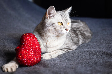 Two tabby cats lying near a red heart toy, cozy pet scene, domestic feline moment, soft animal comfort, indoor relaxation © ketrin