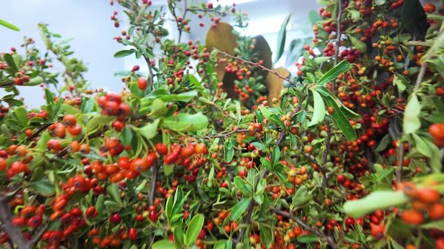 Close Up of Red Pyracantha Berries and Eucalyptus at Flower Market