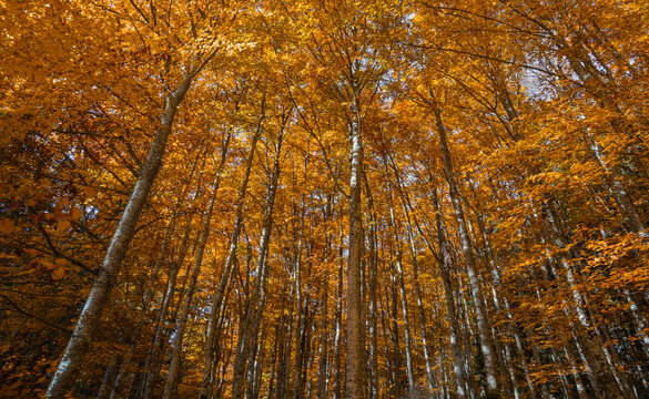 When the autumn horizon dresses the trees in an ancient scarlet light