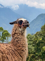 Brown Llama Against Andean Mountains, Quito Ecuador © Jesse