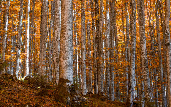 The golden whisper of leaves dancing in the sleeping forest