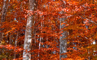 Obraz premium That breath of wind that paints the forest with coppery shades