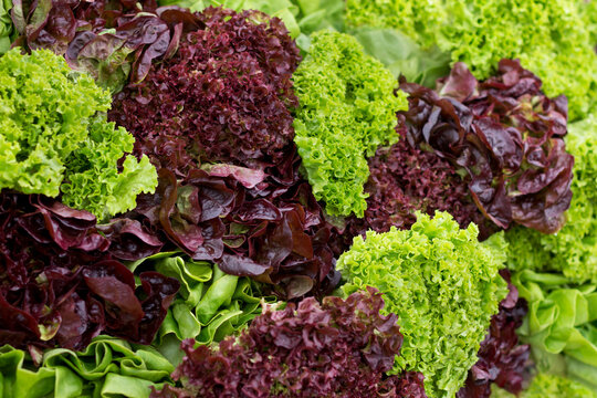 Lettuce Red Leaf and Green Leaf salad arrangement - Fresh garden green lettuce mixed with some red lettuce, which has a purple hue to it.
