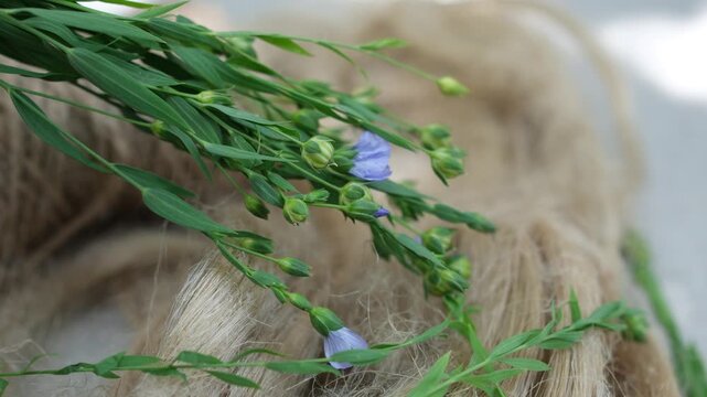 Natural flax fibers with blooming flax plant. Sustainable textile, eco-friendly natural material and circular fashion concept. Shallow depth of field.