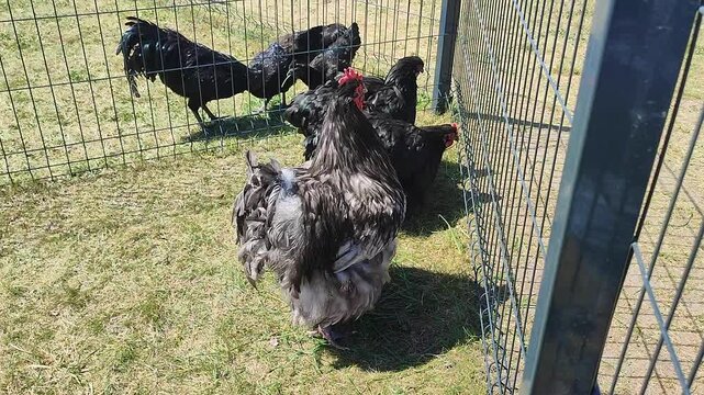 Black fluffy chickens pecking at green grass near a fence on a sunny summer day