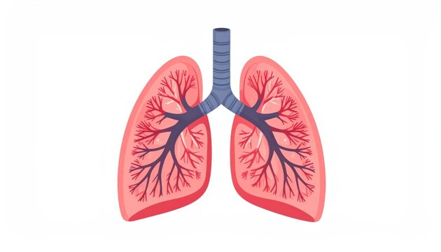 Human lungs anatomical vector illustration on white background.