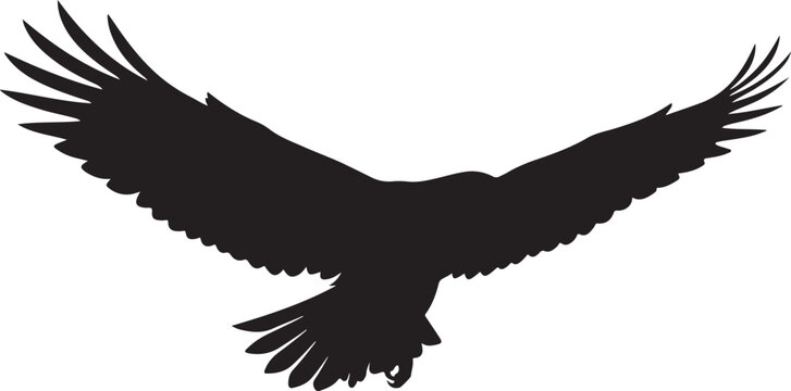 Black eagle bird flying with spread wings