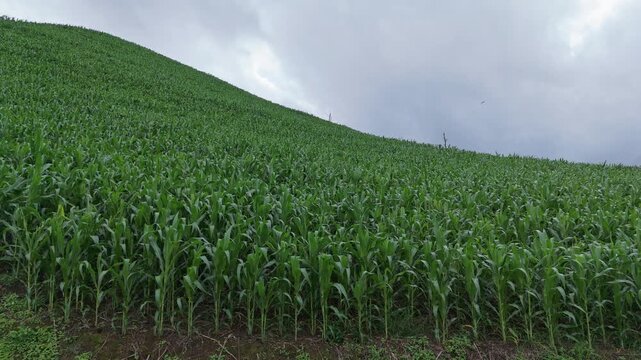 Aerial view above cornfield on mountain at countryside Thailand, Drone flight shots