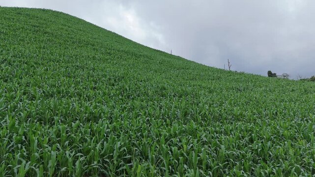 Aerial view above cornfield on mountain at countryside Thailand, Drone flight shots