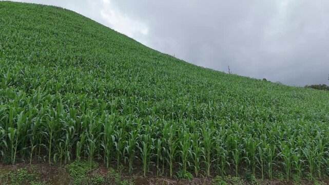 Aerial view above cornfield on mountain at countryside Thailand, Drone flight shots