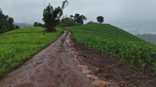 Aerial view above cornfield on mountain at countryside Thailand, Drone flight shots