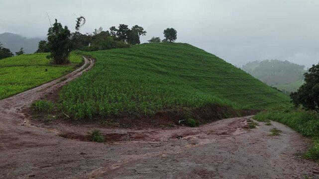 Aerial view above cornfield on mountain at countryside Thailand, Drone flight shots