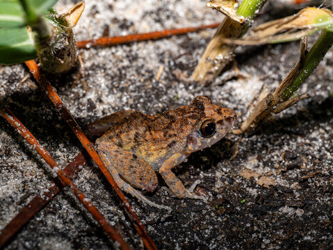 Greenhouse Frog Eleutherodactylus planirostris Juvenile on Sandy Ground, Florida Amphibian Macro Photography