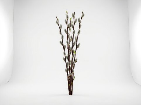 Elegant Pussy Willow Stems with Silver Buds