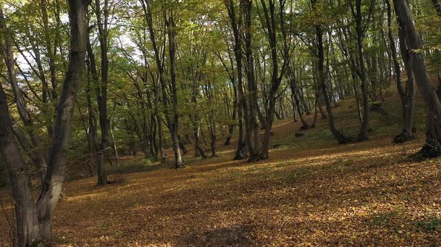 Backwards movement forest inside trees fallen leaves revealing aerial view by drone