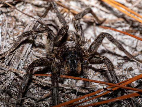 Wolf Spider with Sand on Body Among Pine Needles on Sandy Ground, Lycosidae Macro Photography Florida