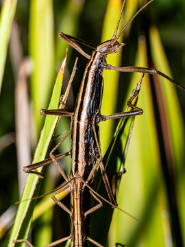 Southern Two-Striped Walking Stick Mating Pair Anisomorpha buprestoides on Grass, Phasmatodea Macro Photography Florida