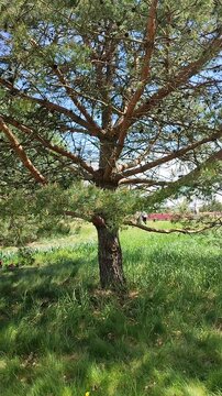 Pine tree in the park. The trunk and branches with green needles of a pine tree in a meadow with green grass in a park with people walking on a sunny summer day. Vertical