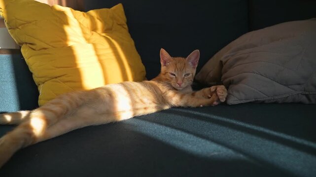 A cat stretches out on a sofa as sunlight casts warm light across the fabric. The cat is relaxed, enjoying its time in a cozy indoor space