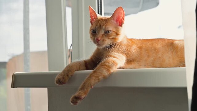 A domestic orange cat lies on a windowsill, enjoying the warm sunlight filtering through the glass. The cat appears calm and content, lounging in a cozy indoor setting