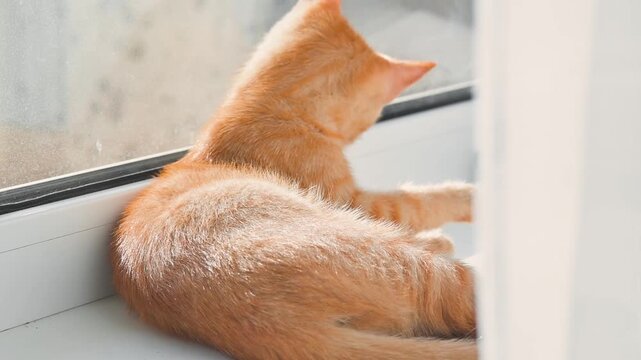 An orange cat rests peacefully, curled up on a windowsill. Sunlight filters in, creating a warm atmosphere in the indoor setting