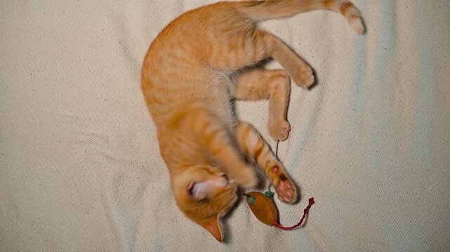 An orange cat engages with a small toy on a soft surface, showing playful movements and curiosity. The cat rolls and jumps in various positions while interacting with the toy