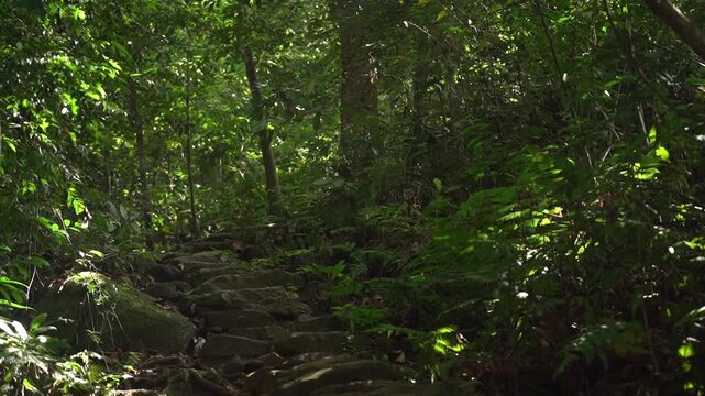A static low-angle tilting shot showing an old stone-carved staircase winding up through a dense, sun-dappled tropical forest path.