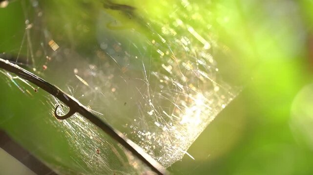 A close-up shot focusing on a complex, dense spider web woven between wild branches, shimmering with rainbow colors as it catches warm, dappled sunlight against a blurred green background.