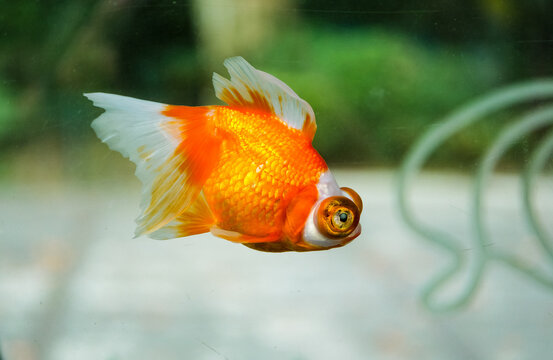 Staring at the red goldfish inside the fish tank