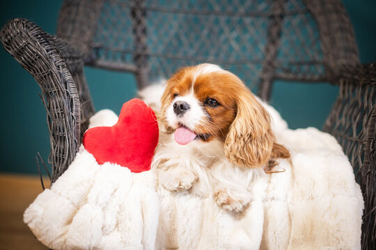 A cute Cavalier King Charles Spaniel in a home setting with a heart for Valentine's Day