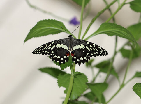 Zitrus-Schwalbenschwanz - Citrus Swallowtail