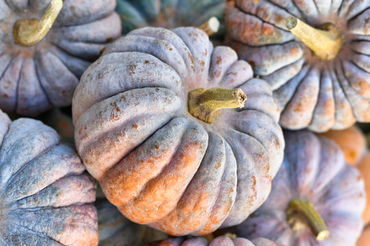 Close up of orange and gray dewy muscade pumpkin, a 'Muscade de Provence' hybrid,  in pile