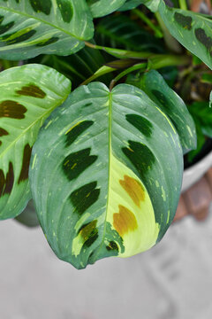 Leaf of exotic 'Maranta Leuconeura Kerchoveana Variagata' houseplant with white spots