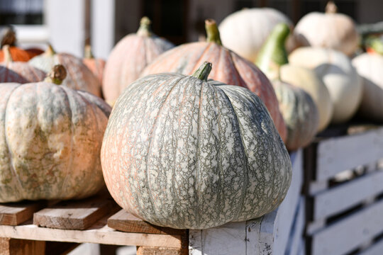Close up of large decorative Cucurbita maxima 'One-too-Many' pumpkin at farmer's market