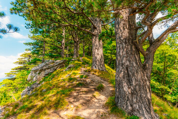 Fototapeta premium The ancient primeval forest of Perucica with the majestic Skakavac waterfall, one of the last remaining rainforests in Europe, Sutjeska National Park.