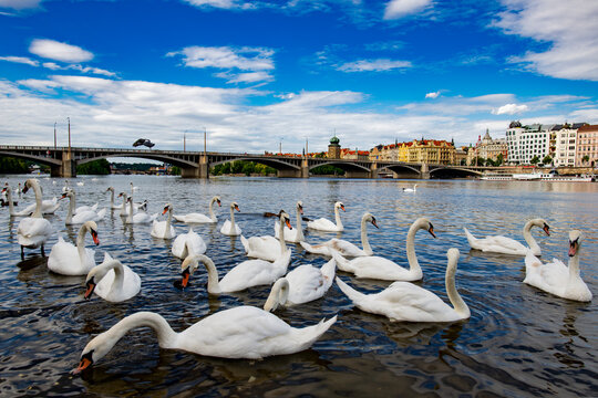 Swans on the Vltava River with Dancing House and Jirasek Bridge in Prague. Travel destination in Prague. Swans swimming on the Vltava River with the Dancing House in Prague.