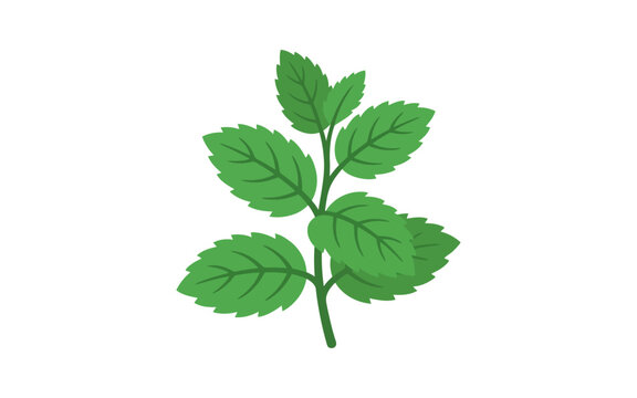 Fresh Mint Sprig Vector Illustration
