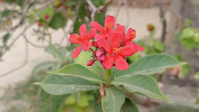 Vibrant Red Peregrina(Jatropha integerrima )Flowers Blooming in a Garden with Green Leaves