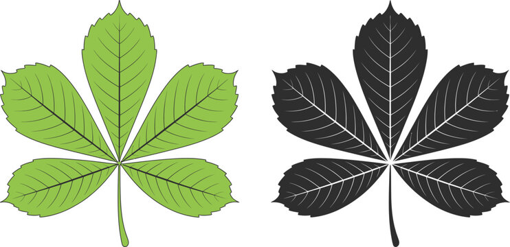 Horse chestnut buckeye leaf illustrations featuring botanical foliage in silhouette and color vector styles for nature and gardening.
