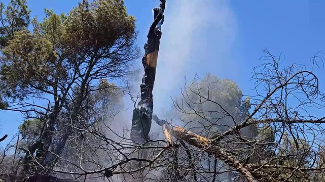 Firefighter douses smoldering tree after forest fire