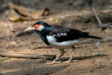 Fototapeta premium the Javan Pied Starling is considered critically endangered