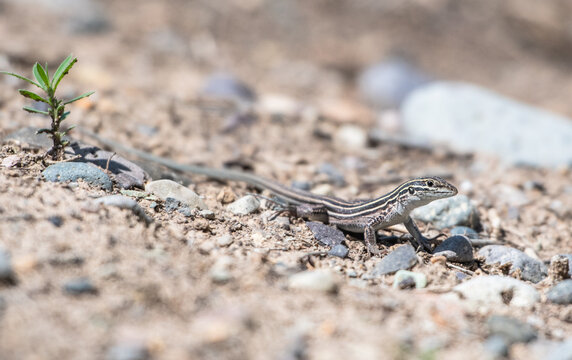 A small striped whiptail lizard on the ground