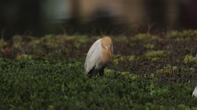 Cattle Egret Resting Among Lakeside Vegetation