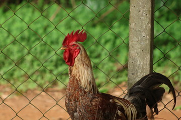 A brown, yellow, and black rooster with a red © Cavan