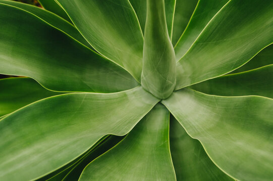 Top view of agave plant in greenhouse.