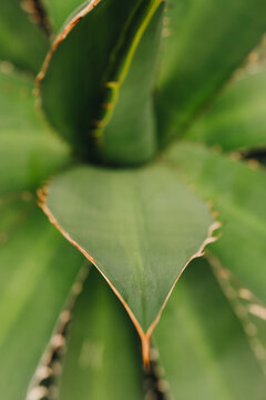 Closeup of agave leaves with natural symmetry.
