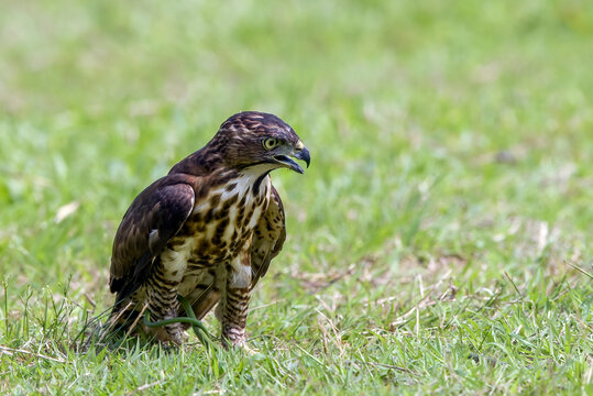 a crested hawk eagle is trying to paralyze its prey