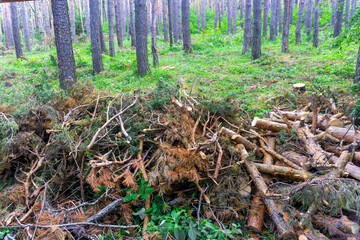 A large pile of freshly cut coniferous tree trunks and branches lies by the road at the edge of the forest. Grass, trunks, and bushes are in the background. © Michael